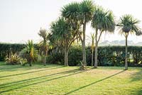 Une lilne de palmiers à choux, Cordyline australis, aide à filtrer le vent dominant.