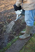 Un homme arrose fraîchement planté Cotoneaster frachetii à racines nues