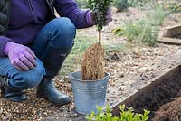 Trempage de Buxus sempervirens à racines nues dans de l'eau contenant des champignons mycorhiziens