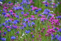 Pré de fleurs sauvages avec Echium 'Dwarf Blue Bedder' - Viper Bugloss, Silene armeria - capture Fly et fleur de maïs