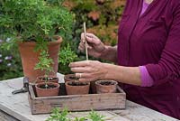 Mise en pot de la coupe de Pelargonium graveolens dans des pots individuels avec du sable et du compost