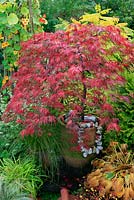 Acer palmatum 'Crimson Queen' - Dissectum Group se colorant à l'automne dans un profond pot en terre cuite orné de rochers à motifs et d'un collier de silex filetés et soutenu par un feuillage jaune.