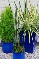Trois conifères contrastants cultivés dans des pots émaillés bleus assortis de différentes tailles. Dutch Rush, Equisetum hyemale avec Yucca filamentosa 'Bright Edge' et Cupressus 'Goldcrest '.