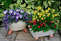 Fleurs de printemps dans deux pots surélevés sur des pieds de pot. Crocus 'Pickwick' avec Campanula poscharskyana et Double Daisy Bellis perennis 'Tasso Red' soutenu par Narcisse multi-têtes 'Tete-a-tete '.