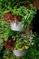 Légumes et herbes poussant dans deux moules à confiture métalliques, l'un suspendu au-dessus de l'autre contre un mur chaud et abrité pour une longue saison de récolte. Laitue rouge 'Giardini', Laitue 'Taches de rousseur', sauge panachée, Salvia officinalis 'Tricolor', Coriandre, Pois 'Tom Thumb' et persil.