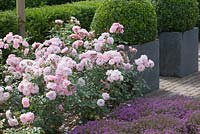 Thymus et Rosa en parterre de fleurs. Pots avec Buxus sempervirens