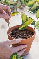 Plantez les boutures d'Elaeagnus dans un pot en terre cuite en vous assurant qu'elles sont également espacées