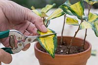 Coupez les feuilles restantes en deux, ce qui redirigera l'énergie pour aider à stimuler la croissance des racines
