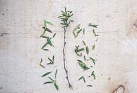 Une bouture de talon semi-mûre de Berberis stenophylla avec les feuilles latérales enlevées