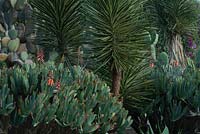 Jardin de cactus - Jardim Botanico Funchal, Madère Février