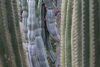 Jardin de cactus, Jardim Botanico, Funchal, Madère