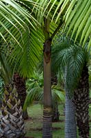 Jardim Botanico, Funchal, Madère. Le Palm Garden