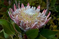 Protea cynaroides, roi protea