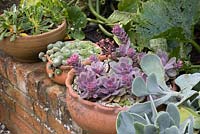 Echeveria 'Duchesse de Nuremberg' avec d'autres plantes succulentes en pot dans des pots peu profonds sur le mur de briques