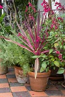 Cordyline en pot, Salvia et lavande sur terrasse carrelée à carreaux