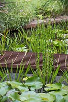 Pont en métal rouillé traversant l'étang avec Equisetum japonicum et Water Lillies