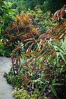 Un détail d'angle d'un jardin à côté d'un chemin de pavé en béton gris avec Costus vargasii, gingembre en spirale avec des feuilles vertes brillantes et des dessous bordeaux.