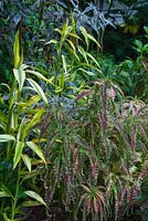 Un Dracaena sanderiana 'Gold' à rayures vertes et dorées et un Plectranthus scutellarioides à longues feuilles minces, vertes et violettes, à bords dentelés.