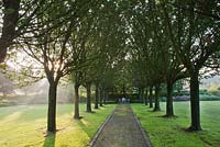 Avenue des cerisiers ornementaux. Jardin Yvan et Gert en Belgique.