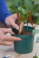 Plantez les boutures de Magnolia dans un pot en vous assurant qu'elles sont également espacées