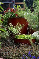 Deux pots ronds vitrés rouges, le petit squat est planté de Lysimachia nummularia 'Aurea', le plus grand est planté de Viola x wittrockiana. Les pensées qui sont d'une couleur similaire aux pots sont entourées d'une variété de couvre-sols et de plantes plus hautes.