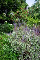 La plantation mixte présente un feuillage panaché et des fleurs mauves de Plectranthus Forsteri Marginatus