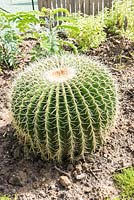 Echinocactus Grusonii- ' Barrel cactus 'dans un jardin