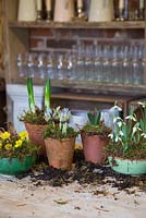 Une sélection de petits bols en céramique et pots en terre cuite plantés d'Iris 'Katharine Hodgkin', Galanthus elwesii, Hyacinth 'Woodstock', Narcissus 'Erlicheer' et Eranthis hyemalis