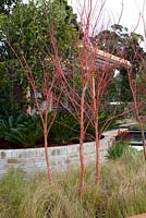 Acer palmatum 'Senkaki' poussant grâce à Carex appressa