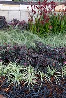 Plantes à feuillage foncé et panachées utilisées comme couvre-sol. Mondo herbe noire, Loropetalum var chinois. rubrum 'Bourgogne' et Ophiopogon 'Stripey blanc'