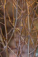 Betula - Rameaux de bouleau