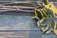 Cornouiller givré et feuilles panachées d'Elaeagnus sur une surface en bois
