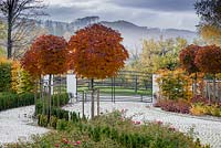 Acer Platanoides 'Crimson Centry' flanque l'allée à l'entrée de la propriété. Vue sur les montagnes et le paysage au-delà. L'automne.