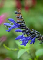 Salvia 'Noir et Bleu'