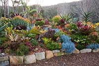 Vue d'un parterre de jardin surélevé montrant une collection de broméliacées colorées et panachées, de plantes succulentes, de cactus et d'euphorbes. Senecio mandraliscae est vu au premier plan