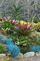 Vue d'un jardin montrant une collection de broméliacées colorées, plantes succulentes, cactus et euphorbes. Senecio mandraliscae vu au premier plan, et un alcantarea marron à l'arrière