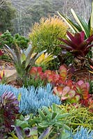 Vue d'un parterre de jardin surélevé montrant une collection de broméliacées colorées, d'aeoniums, de succulentes, de cactus, d'euphorbes et de grandes alcantareas à feuilles marron.