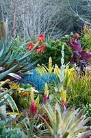 Vue d'un jardin montrant une collection de broméliacées colorées et panachées, de plantes succulentes, de cactus et d'euphorbes
