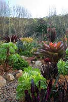 Parterres de jardin avec une plantation mixte colorée d'Aeonium arboreum, Tree Aeonium et Alcantarea imperialis rubra.