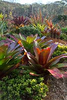 Parterre de jardin surélevé avec une plantation mixte colorée de plantes succulentes et de broméliacées, avec Alcantarea imperialis rubra, avec des feuilles rouges grenat et au premier plan des feuilles vertes et charnues de Crassula ovata.