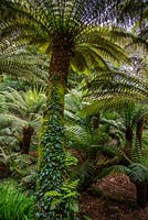 Dicksonia antarctica - fougère arborescente australienne, Trewidden Garden, Cornwall