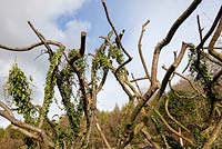 Les branches de cotoneaster sont restées comme haie sculpturale pour soutenir Ivy. Veddw House Garden, Monmouthshire, Pays de Galles.