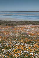 Prairie de Dimophotheca pluvalis, Cotula turbinata, Senecio arenarius et Ursinia anthemoides avec la mer au-delà - Septembre, Afrique du Sud