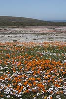 Prairie d'Ursinia anthemoides et Dimophotheca pluvalis - septembre, Afrique du Sud