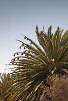 Phoenix canariensis avec nids d'oiseaux tisserands - palmier dattier des Canaries - Afrique du Sud