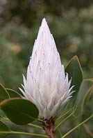 Bourgeon de Protea cynaroides - Roi Protea - Septembre. Jardins botaniques de Kirstenbosch, Cape Town, Afrique du Sud