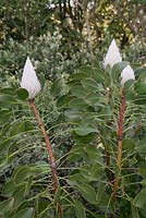 Bourgeons de Protea cynaroides - Roi Protea - Septembre. Jardins botaniques de Kirstenbosch, Cape Town, Afrique du Sud