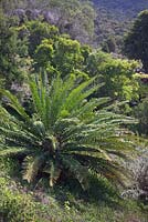 Encephalartos natalensis - septembre. Jardins botaniques de Kirstenbosch, Cape Town, Afrique du Sud