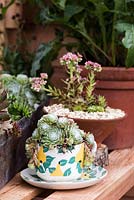 Plantes succulentes plantées dans une tasse vintage. Serres Gabriel Ash. Hampton Court Flower Show, juillet 2016.