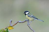 Mésange charbonnière, parus major, sur une branche